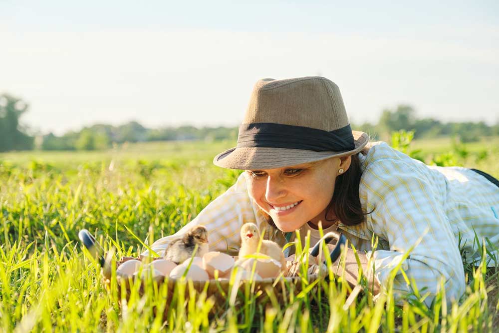 Tedd még nyereségesebbé baromfitelepedet! Tedd még nyereségesebbé baromfitelepedet!