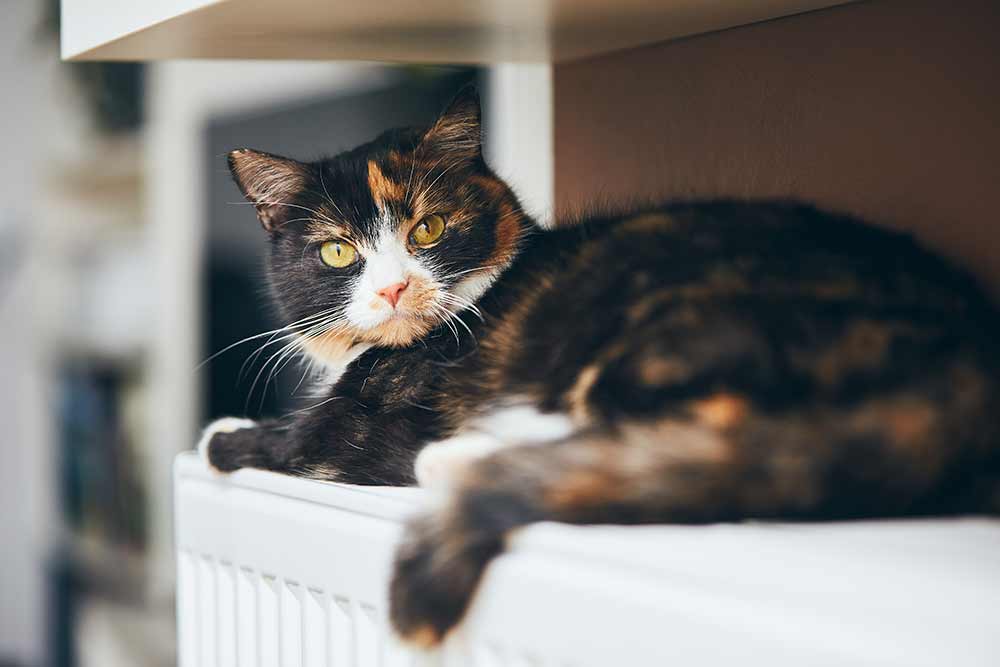 Melyik a jobb fűtési alternatíva: az elektromos panelek napelem rendszerrel, vagy a hőszivattyú?