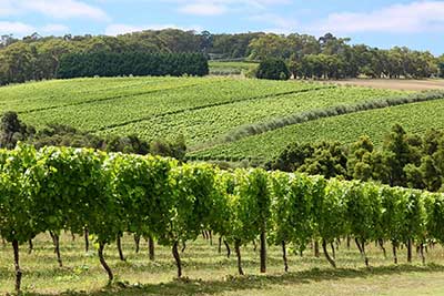 Napelem rendszer borászatok számára Napelem rendszer borászatok számára