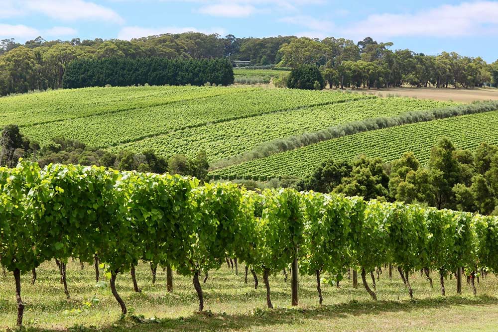 Napelem rendszer borászatok számára