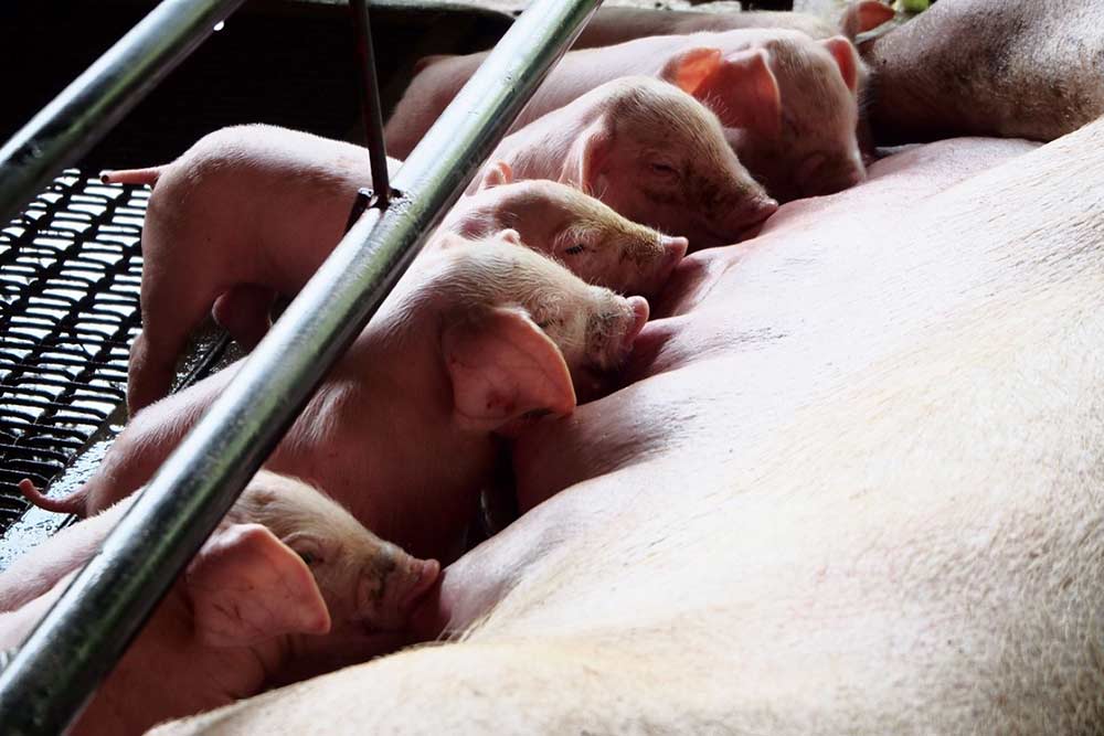 De a sertéstelepnek éjszaka is kell energia! De a sertéstelepnek éjszaka is kell energia!