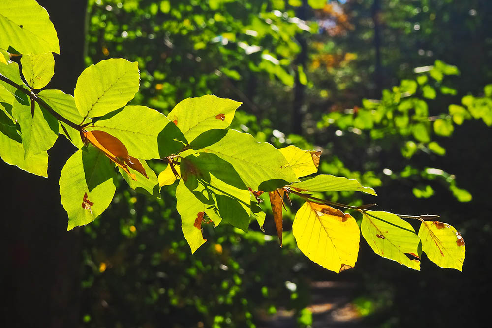 Ritka, hogy egy város ezt be meri vállalni
